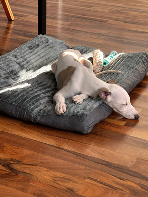 Rio, Whippet Welpen - Rüde