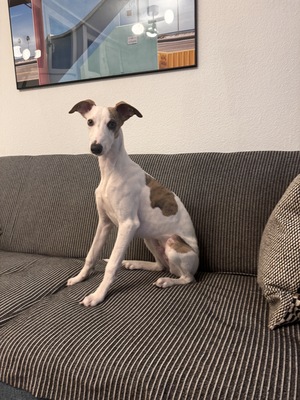 Rio, Whippet Welpen - Rüde