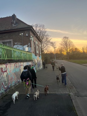 Riot Dog Hundeschule & Dogwalking