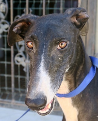 Rita, Galgo Español - Hündin
