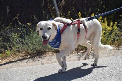 Rita, Mischling - Hündin