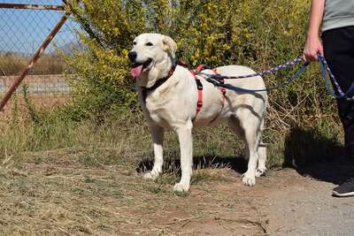 Rita, Mischling - Hündin