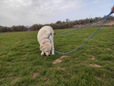 Rita, Mischling - Hündin