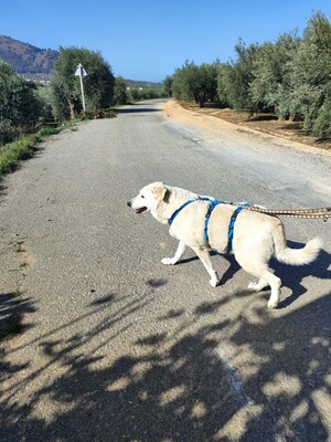 Rita, Mischling - Hündin