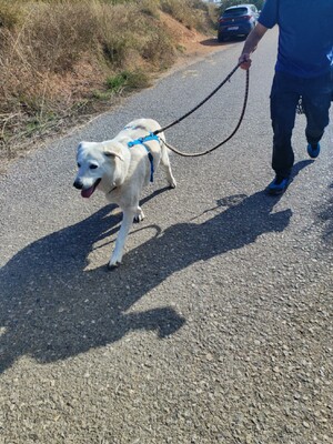 Rita, Mischling - Hündin