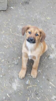 Rita, Mischling Welpen - Hündin