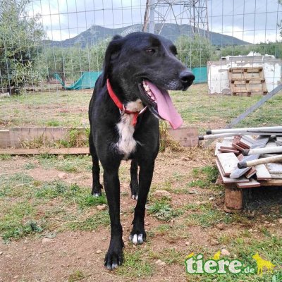 Rita / Reserviert, Mischling - Hündin