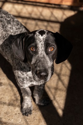 💕 Rita – ein Herz auf vier Pfoten 💕