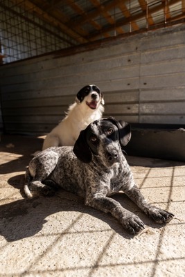 💕 Rita – ein Herz auf vier Pfoten 💕, Mischling - Hündin