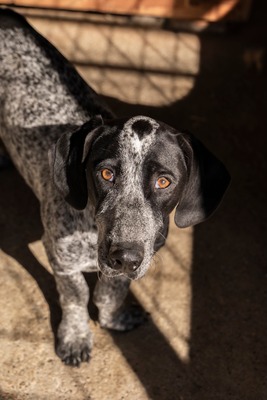 💕 Rita – ein Herz auf vier Pfoten 💕, Mischling - Hündin