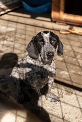 💕 Rita – ein Herz auf vier Pfoten 💕, Mischling - Hündin