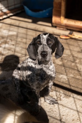 💕 Rita – ein Herz auf vier Pfoten 💕, Mischling - Hündin
