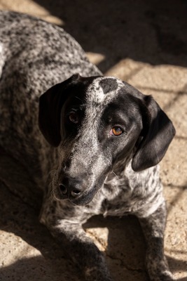 💕 Rita – ein Herz auf vier Pfoten 💕, Mischling - Hündin