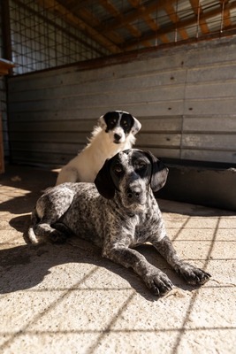 💕 Rita – ein Herz auf vier Pfoten 💕, Mischling - Hündin