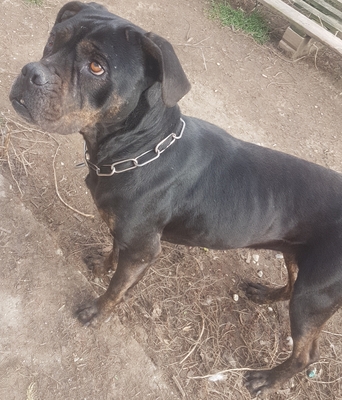 Rita sucht dringend ein Zuhause, Cane-Corso - Hündin