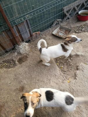 Rita und ihre Schwestern auf der Suche nach Liebe und Geborgenheit, Mischling - Hündin