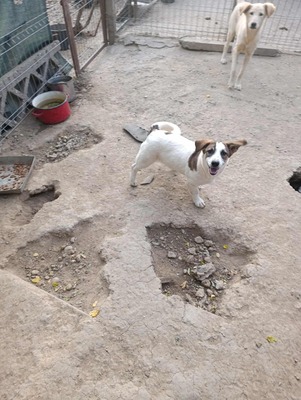 Rita und ihre Schwestern auf der Suche nach Liebe und Geborgenheit, Mischling - Hündin