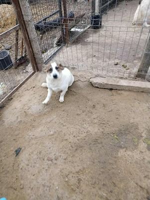 Rita und ihre Schwestern auf der Suche nach Liebe und Geborgenheit, Mischling - Hündin