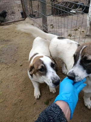 Rita und ihre Schwestern auf der Suche nach Liebe und Geborgenheit, Mischling - Hündin