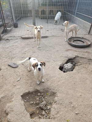 Rita und ihre Schwestern auf der Suche nach Liebe und Geborgenheit, Mischling - Hündin