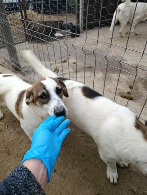 Rita und ihre Schwestern auf der Suche nach Liebe und Geborgenheit, Mischling - Hündin