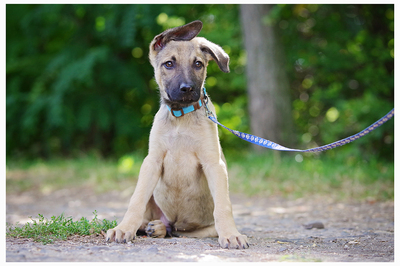 River, Mischling Welpen - Rüde