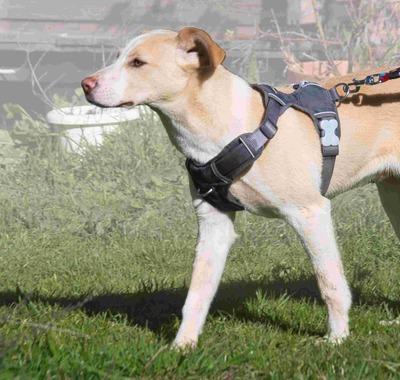 River - lieb und aufgeschlossen, Mischling - Hündin