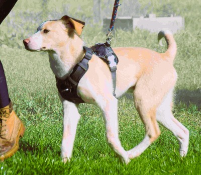 River - lieb und aufgeschlossen, Mischling - Rüde