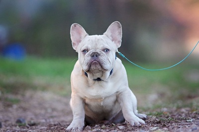 Robby, Bulldog Welpen - Rüde