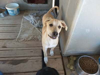 Roben - Aufgeweckter Welpenmann, ca. 5 Monate/13kg, Mischling Welpen - Rüde