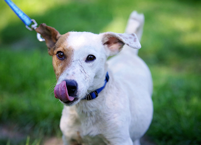 Robi, Mischling - Rüde