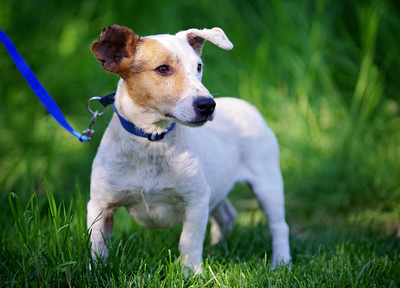 Robi, TerrierMix - Rüde