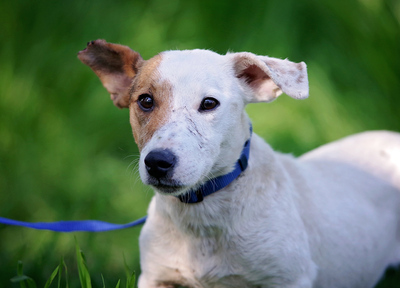 Robi, TerrierMix - Rüde