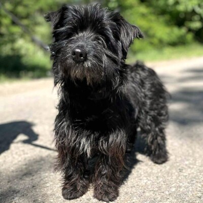 🥰Robi süßer kleiner Fratz sucht ein tolles Zuhause 🐶, Mischlingsrüde - Rüde