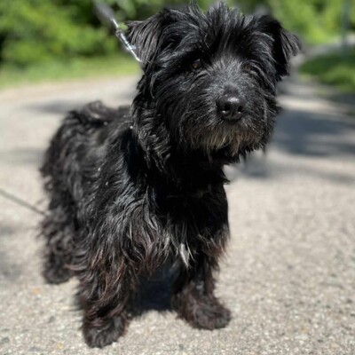 🥰Robi süßer kleiner Fratz sucht ein tolles Zuhause 🐶, Mischlingsrüde - Rüde