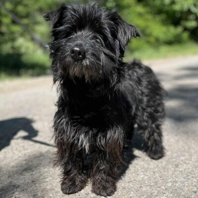 🥰Robi süßer kleiner Fratz sucht ein tolles Zuhause 🐶, Mischlingsrüde - Rüde