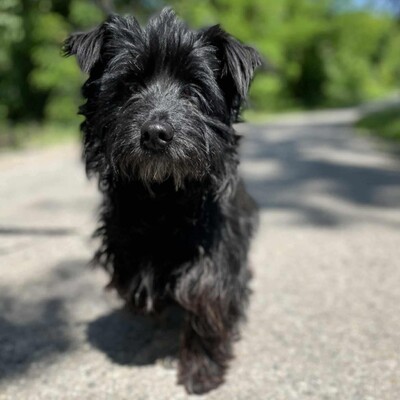 🥰Robi süßer kleiner Fratz sucht ein tolles Zuhause 🐶, Mischlingsrüde - Rüde
