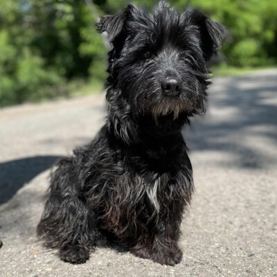 🥰Robi süßer kleiner Fratz sucht ein tolles Zuhause 🐶, Mischlingsrüde - Rüde