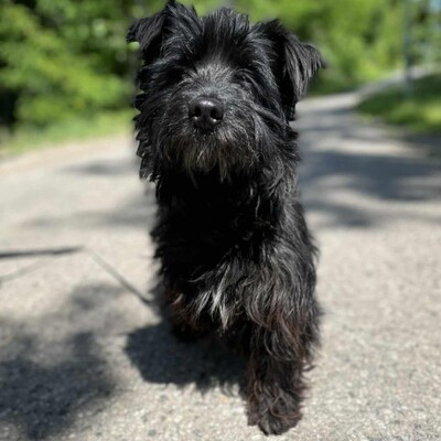 🥰Robi süßer kleiner Fratz sucht ein tolles Zuhause 🐶, Mischlingsrüde - Rüde