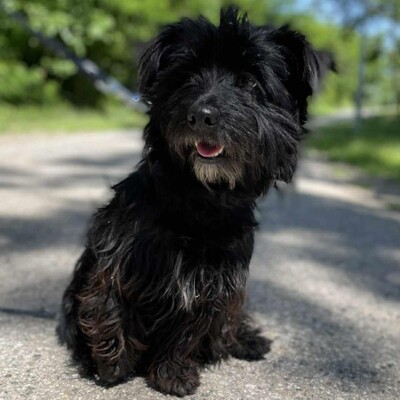 🥰Robi süßer kleiner Fratz sucht ein tolles Zuhause 🐶, Mischlingsrüde - Rüde