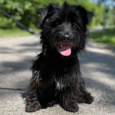 🥰Robi süßer kleiner Fratz sucht ein tolles Zuhause 🐶, Mischlingsrüde - Rüde