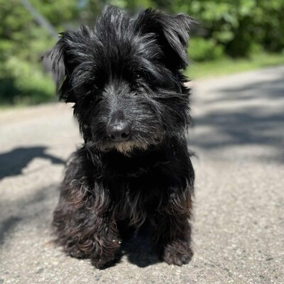 🥰Robi süßer kleiner Fratz sucht ein tolles Zuhause 🐶, Mischlingsrüde - Rüde