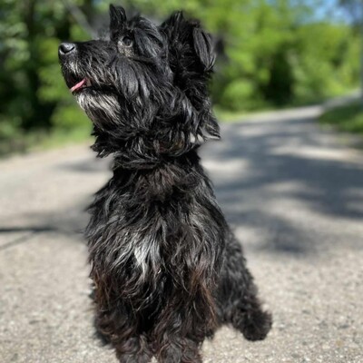 🥰Robi süßer kleiner Fratz sucht ein tolles Zuhause 🐶, Mischlingsrüde - Rüde