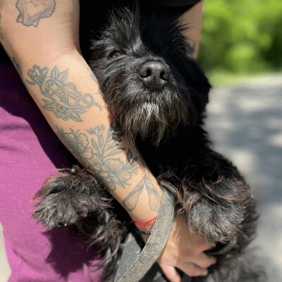 🥰Robi süßer kleiner Fratz sucht ein tolles Zuhause 🐶, Mischlingsrüde - Rüde