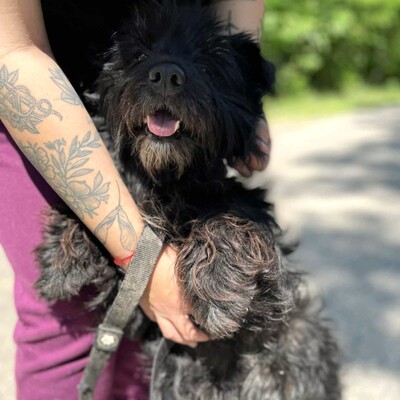 🥰Robi süßer kleiner Fratz sucht ein tolles Zuhause 🐶, Mischlingsrüde - Rüde