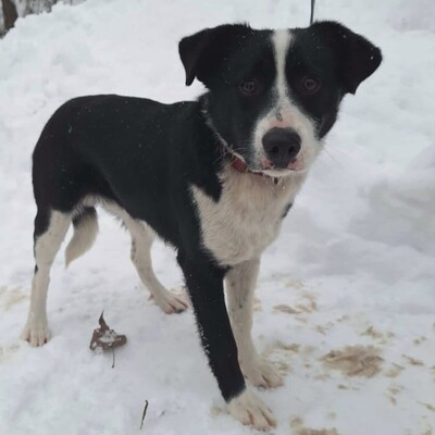 💥Robin Border Collie Mixwelpe ist ein äußerst intelligenter Welpe, sehr klug und aufgeweckt💥, Border Collie Mischlingswelpe Welpen - Rüde