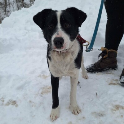 💥Robin Border Collie Mixwelpe ist ein äußerst intelligenter Welpe, sehr klug und aufgeweckt💥, Border Collie Mischlingswelpe Welpen - Rüde