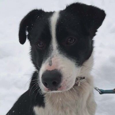 💥Robin Border Collie Mixwelpe ist ein äußerst intelligenter Welpe, sehr klug und aufgeweckt💥, Border Collie Mischlingswelpe Welpen - Rüde