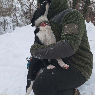 💥Robin Border Collie Mixwelpe ist ein äußerst intelligenter Welpe, sehr klug und aufgeweckt💥, Border Collie Mischlingswelpe Welpen - Rüde