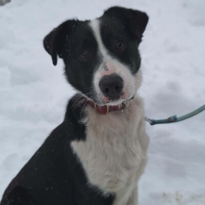 💥Robin Border Collie Mixwelpe ist ein äußerst intelligenter Welpe, sehr klug und aufgeweckt💥, Border Collie Mischlingswelpe Welpen - Rüde